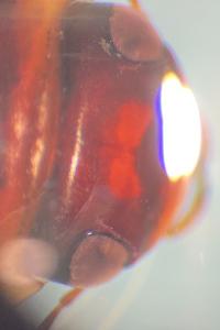 <i>Colymbetes fuscus</i>