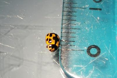 <i>Propylea quatuordecimpunctata</i>