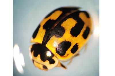 <i>Propylea quatuordecimpunctata</i>