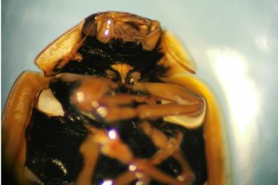 <i>Propylea quatuordecimpunctata</i>