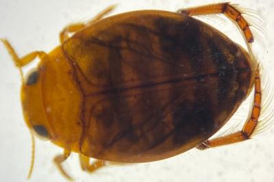 <i>Hyphydrus ovatus</i>