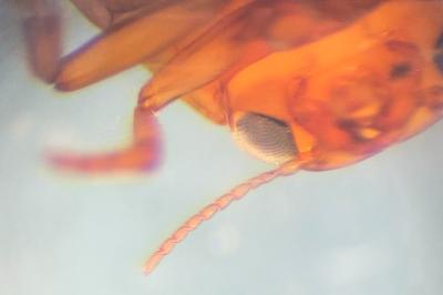 <i>Hyphydrus ovatus</i>