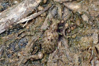 <i>Elaphrus riparius</i>