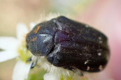<i>Tropinota squalida</i>