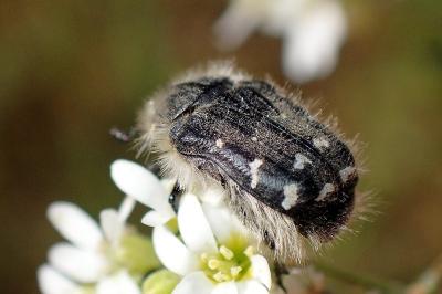 <i>Tropinota hirta</i>