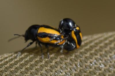 <i>Cryptocephalus vittatus</i>