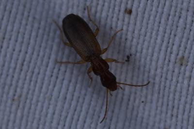 <i>Paradromius linearis</i>