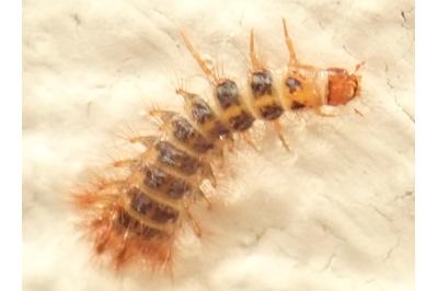 <i>Drilus flavescens</i>