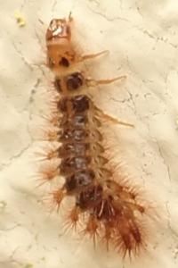 <i>Drilus flavescens</i>