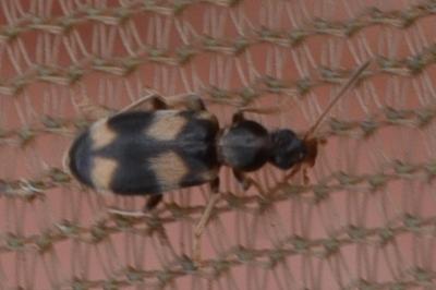 <i>Notoxus trifasciatus</i>