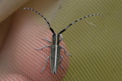 <i>Agapanthia dahli</i>