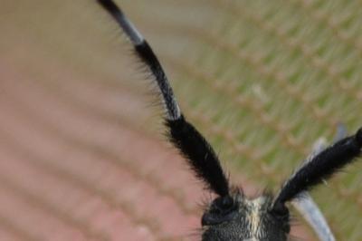 <i>Agapanthia dahli</i>