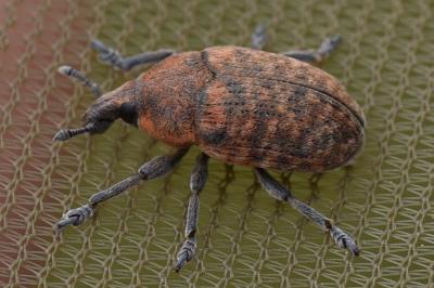 <i>Larinus</i>
