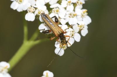 <i>Oedemera podagrariae</i>