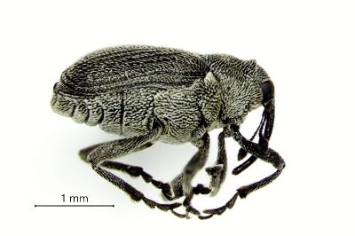 <i>Ceutorhynchus obstrictus</i>
