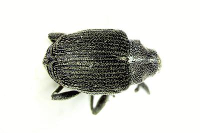 <i>Ceutorhynchus obstrictus</i>