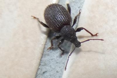 <i>Otiorhynchus rugosostriatus</i>