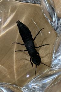 <i>Ocypus olens</i>