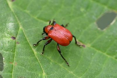 <i>Apoderus coryli</i>