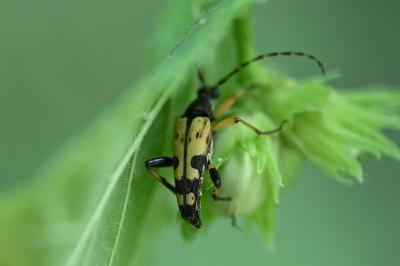 <i>Rutpela maculata</i>