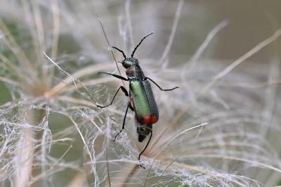 <i>Malachius bipustulatus</i>