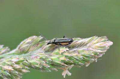 <i>Oedemera flavipes</i>