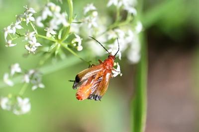 <i>Rhagonycha fulva</i>