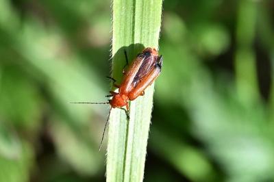 <i>Rhagonycha fulva</i>