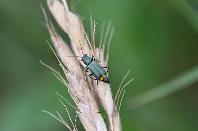 <i>Clanoptilus elegans</i>