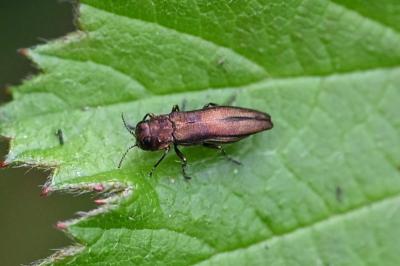 <i>Agrilus</i>