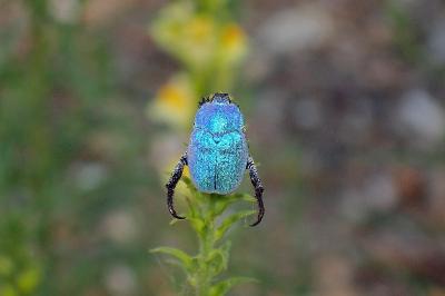 <i>Hoplia coerulea</i>