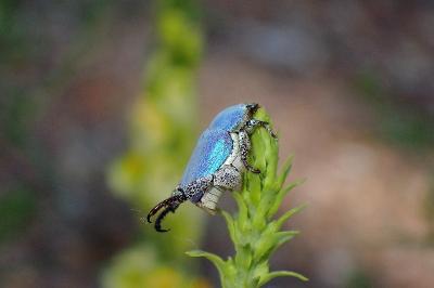 <i>Hoplia coerulea</i>