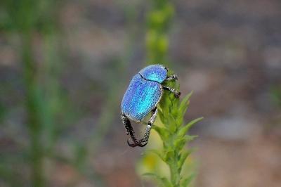 <i>Hoplia coerulea</i>