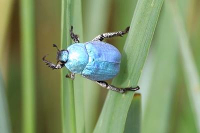 <i>Hoplia coerulea</i>