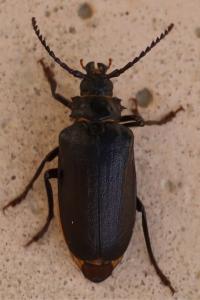 <i>Prionus coriarius</i>