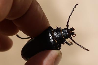 <i>Prionus coriarius</i>