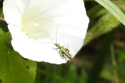 <i>Oedemera nobilis</i>