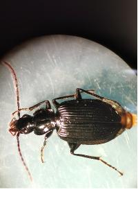 <i>Pterostichus madidus</i>