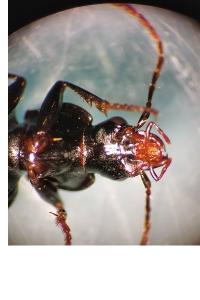 <i>Pterostichus madidus</i>