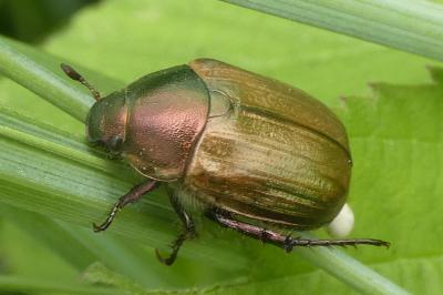 <i>Anomala dubia</i>
