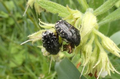 <i>Oxythyrea funesta</i>