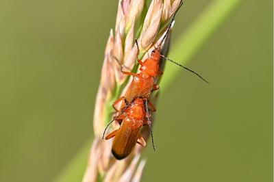 <i>Rhagonycha fulva</i>