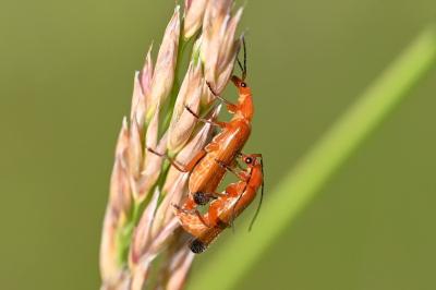 <i>Rhagonycha fulva</i>