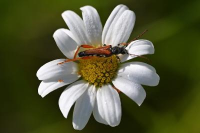 <i>Stenopterus rufus</i>
