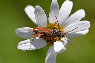 <i>Stenopterus rufus</i>