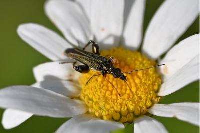 <i>Oedemera flavipes</i>