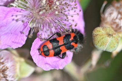 <i>Trichodes alvearius</i>