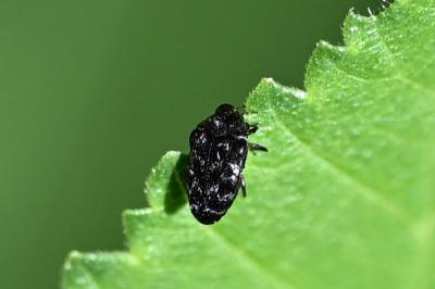 <i>Trachys minutus</i>