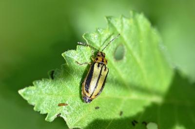 <i>Xanthogaleruca luteola</i>