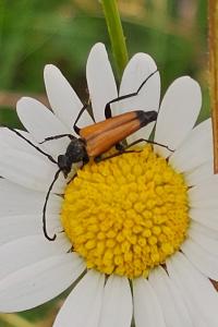 <i>Stictoleptura fulva</i>